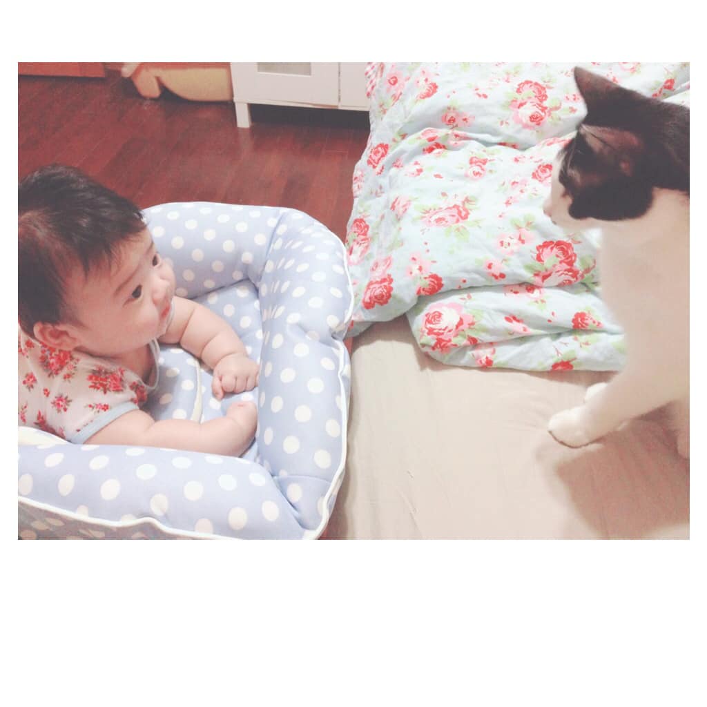 波波，期許自己更有力量的貓